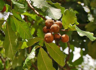 6 Khasiat Kesambi Untuk Kesehatan Dan Kecantikan